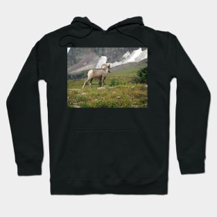 Bighorn Sheep Hoodie